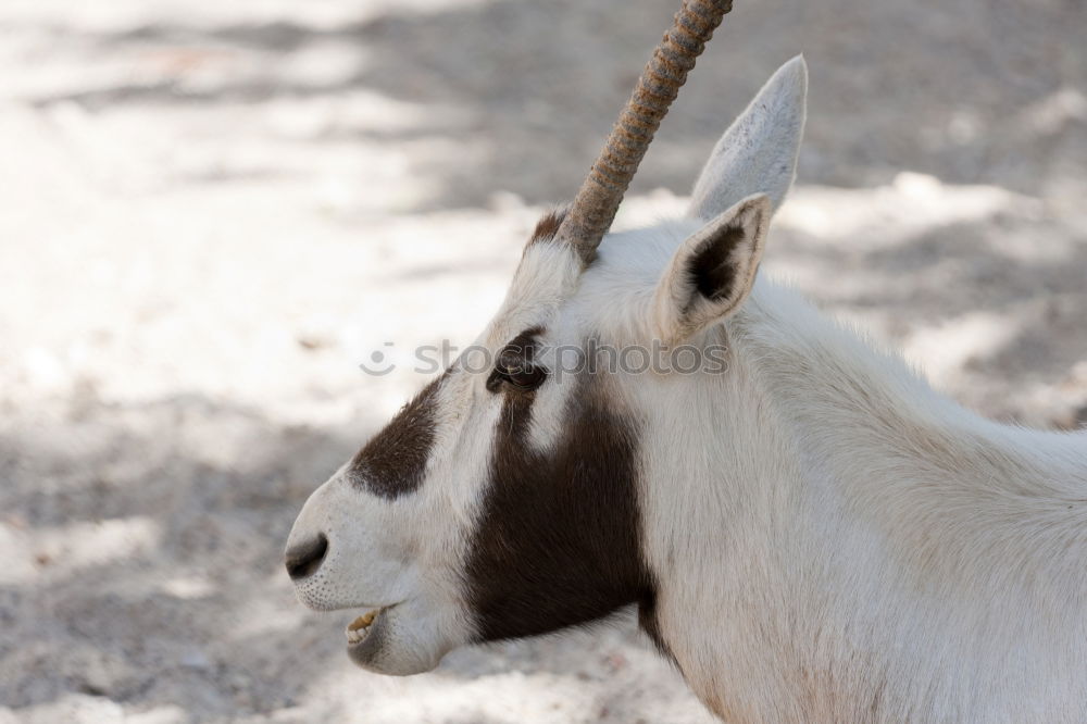 Similar – lama in lima Lima Peru