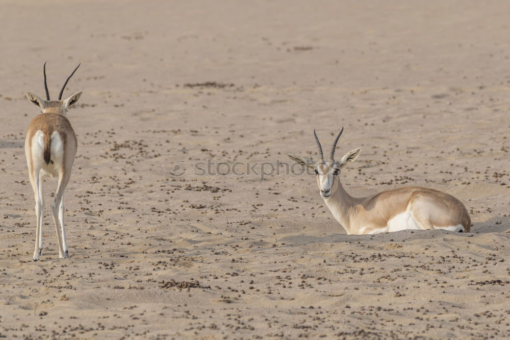 Similar – Image, Stock Photo race Nature Mountain Andes