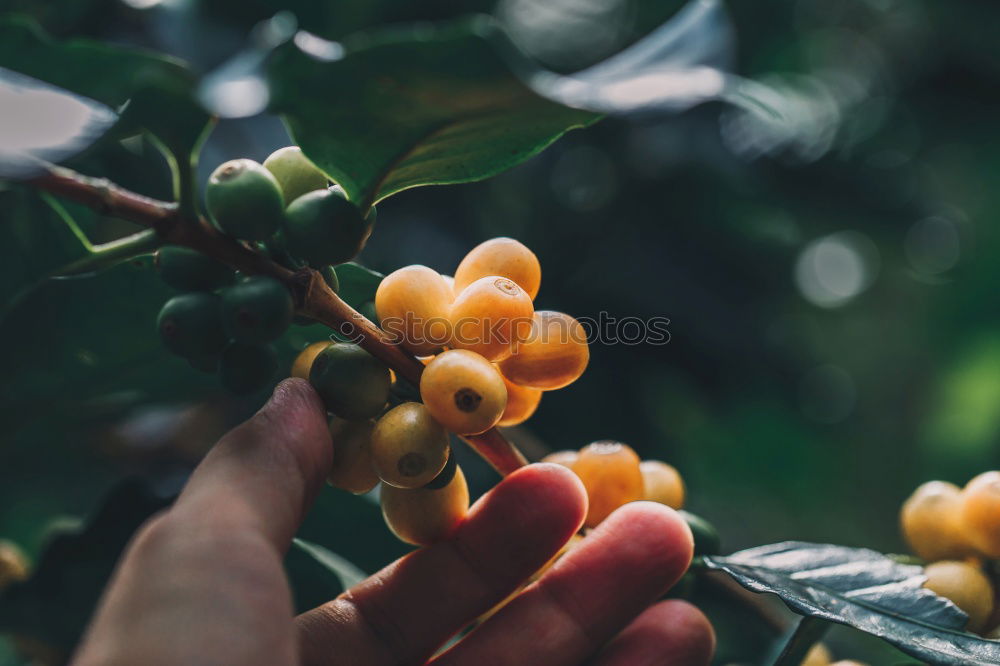 Similar – Image, Stock Photo Woman picking cherry berries from tree