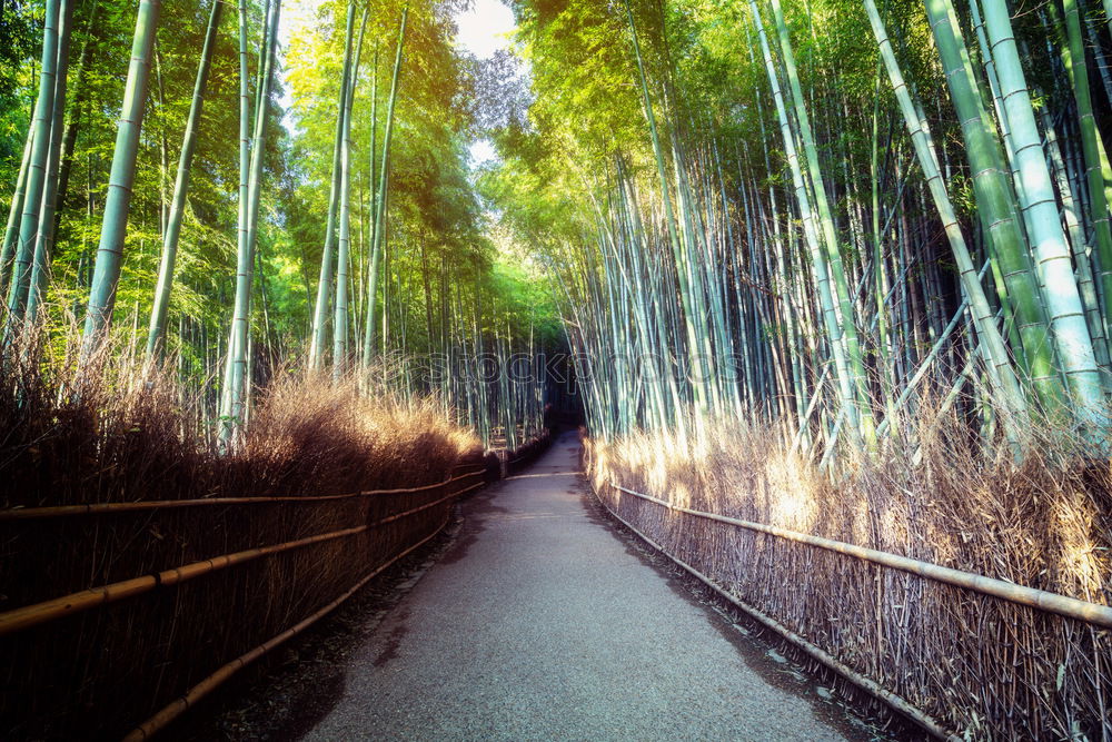 Pathway in bamboo grove