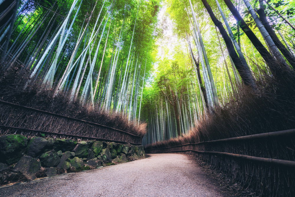 Similar – Image, Stock Photo Japanese arches and path