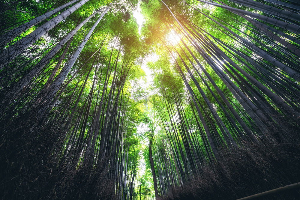 Similar – Image, Stock Photo Landscape with dry trees in water among the greenery against limestone mountain in Trang An, Vietnam