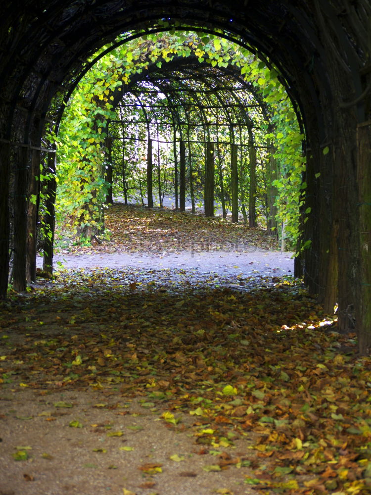 Similar – Lustgarten Garten Baum