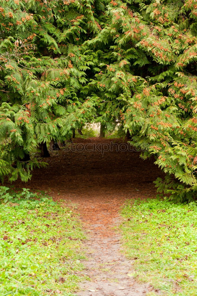 Similar – Foto Bild Scheideweg, ein Weg teilt sich in einem Park