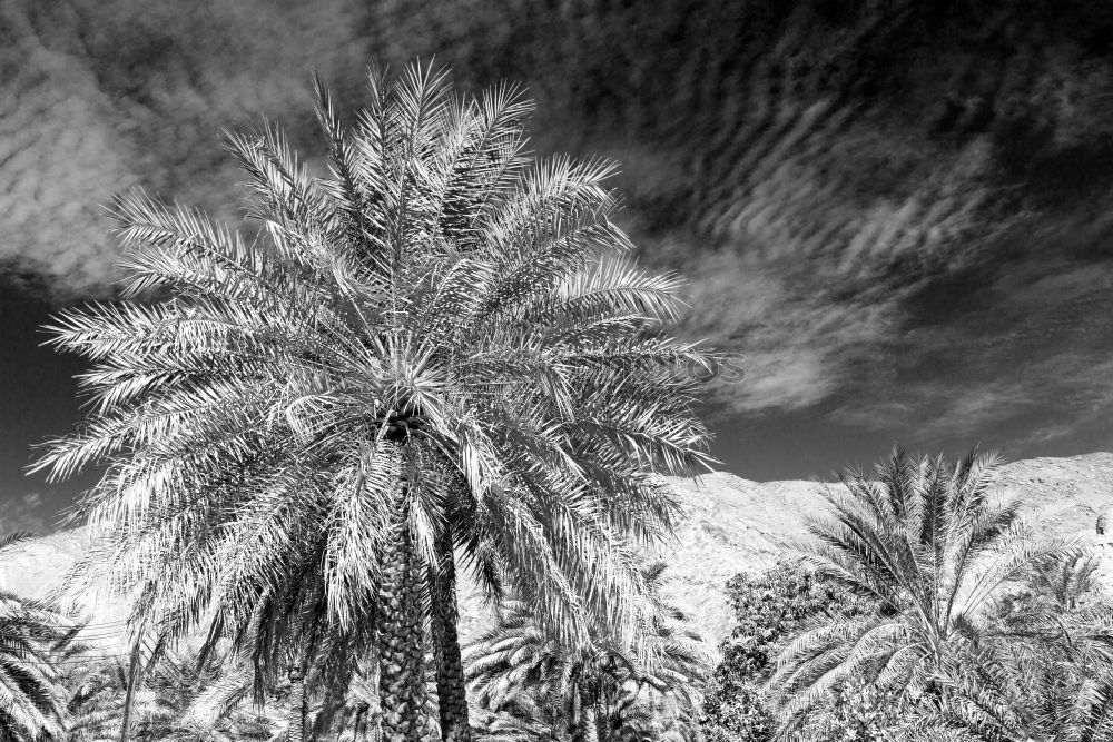 Similar – Venice Beach II Palm tree