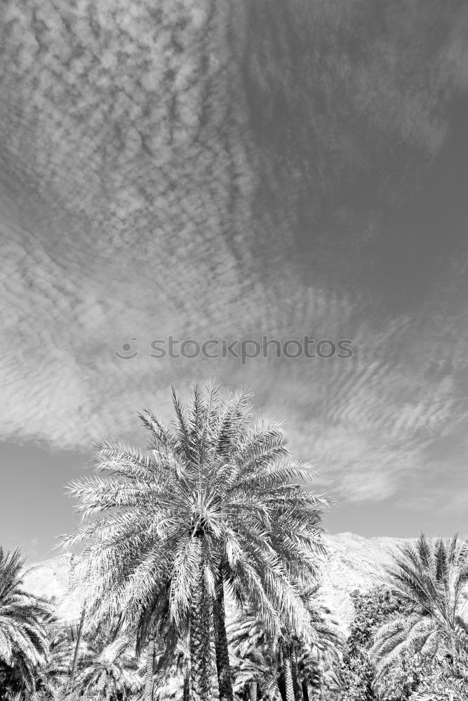 Similar – Venice Beach II Palm tree