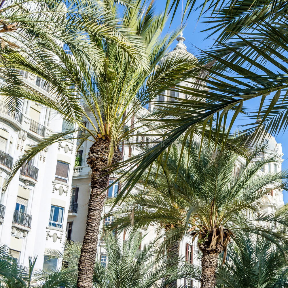 Similar – Image, Stock Photo Palm trees on Calvi