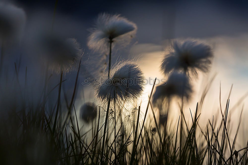 Similar – Image, Stock Photo Autumn flowers II Summer