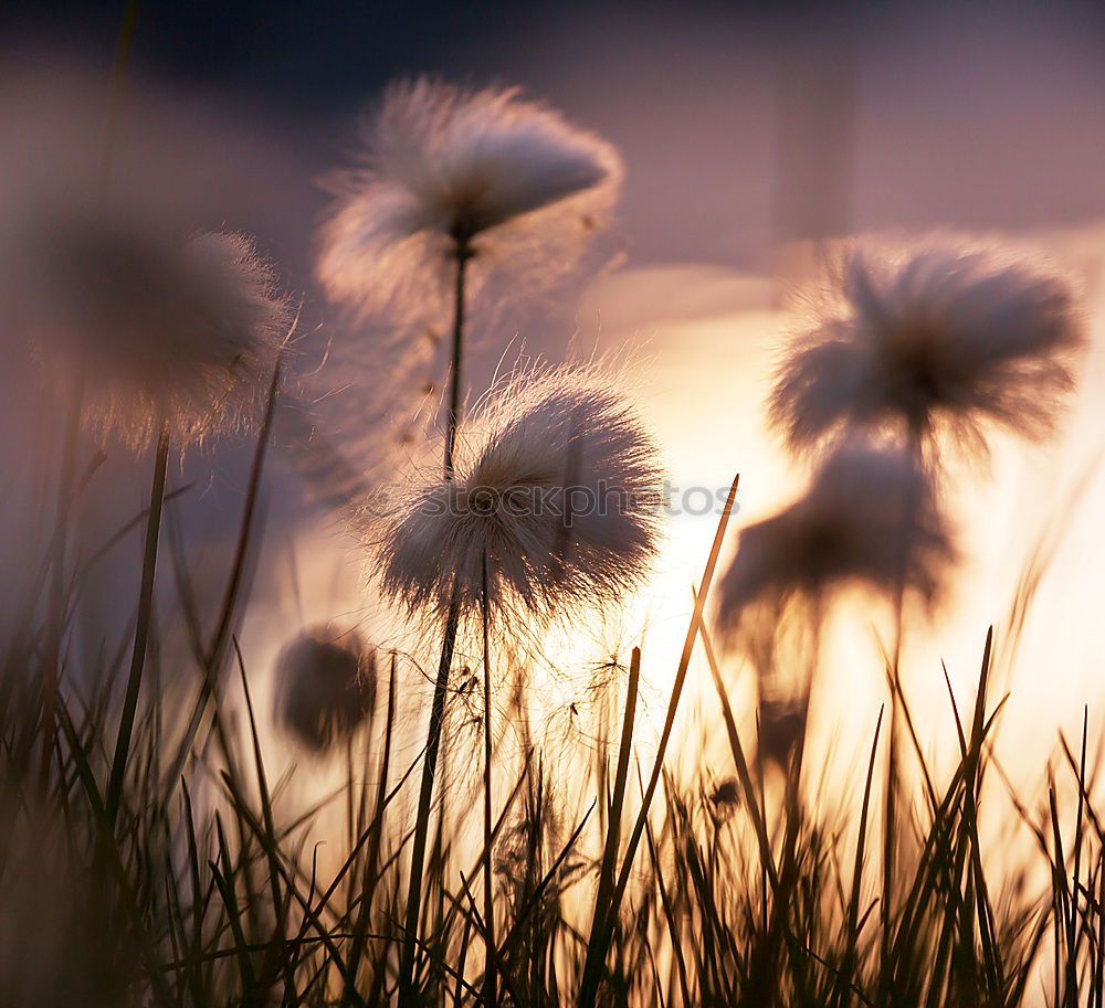 Similar – Foto Bild Im Wind stehn Gesundheit