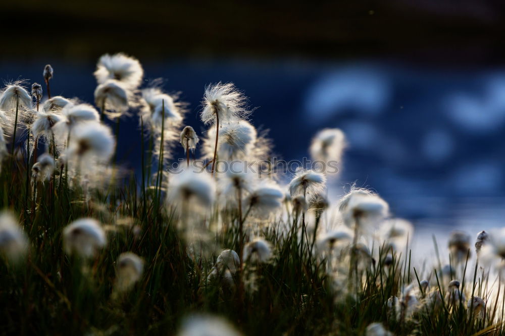 Similar – trauerblumen Wiese Feld