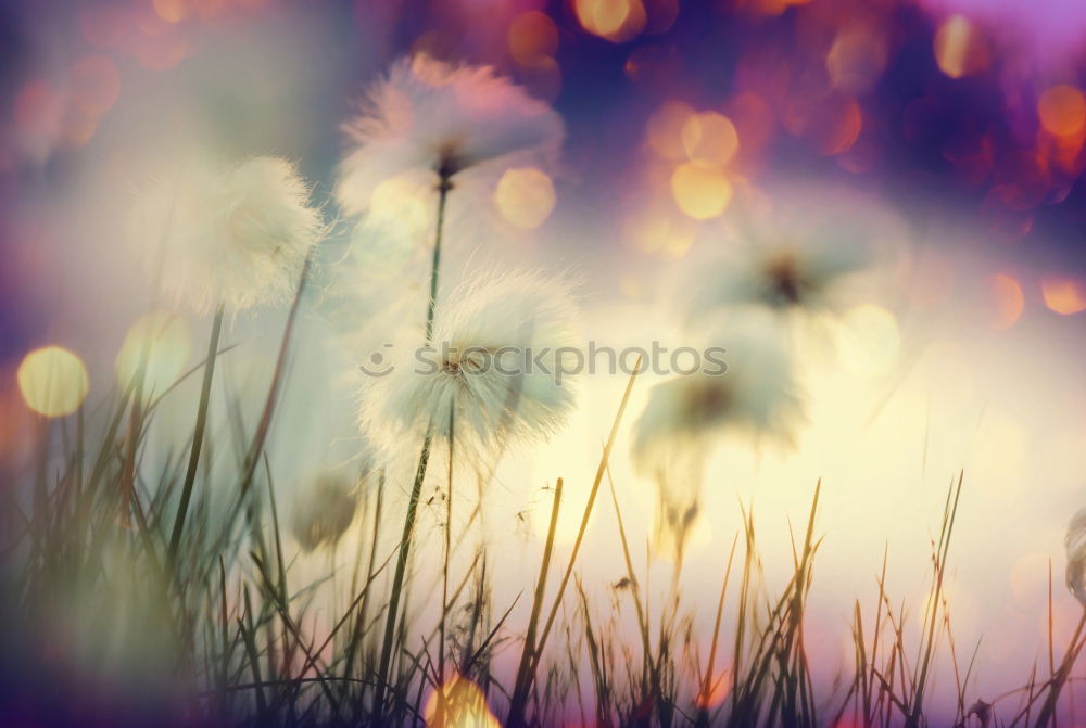 Similar – Image, Stock Photo Fine yellow flowers in the garden