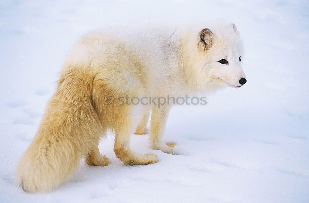 Similar – Schlittenhunde Winter