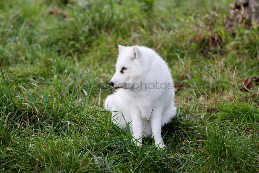 Image, Stock Photo fast food Ivy Fern Pet Dog