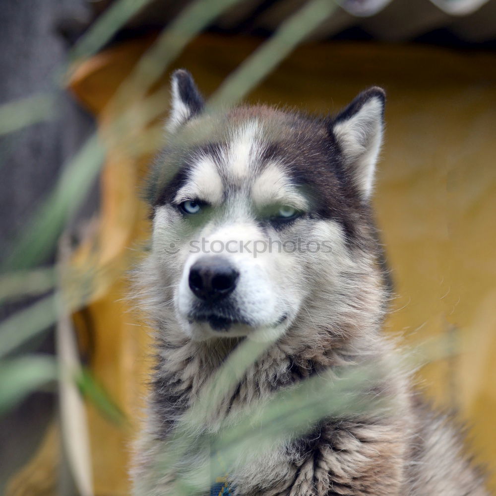 Similar – Image, Stock Photo dog tired