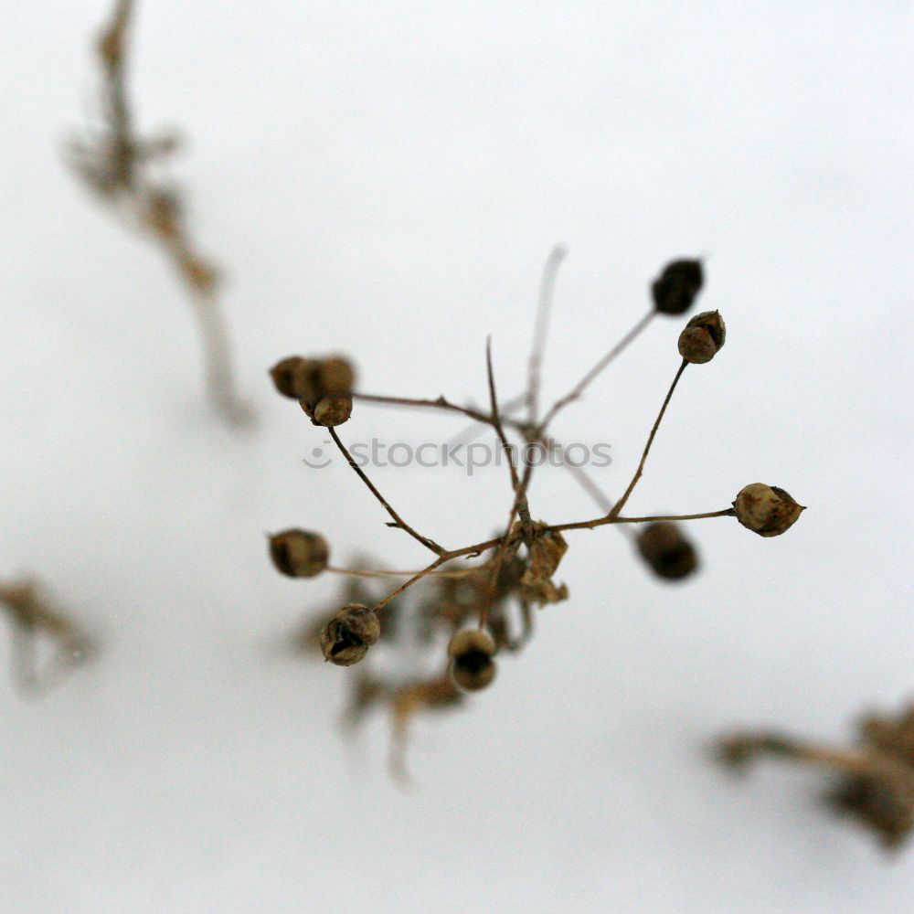 Similar – branch Plant Dry Blossom