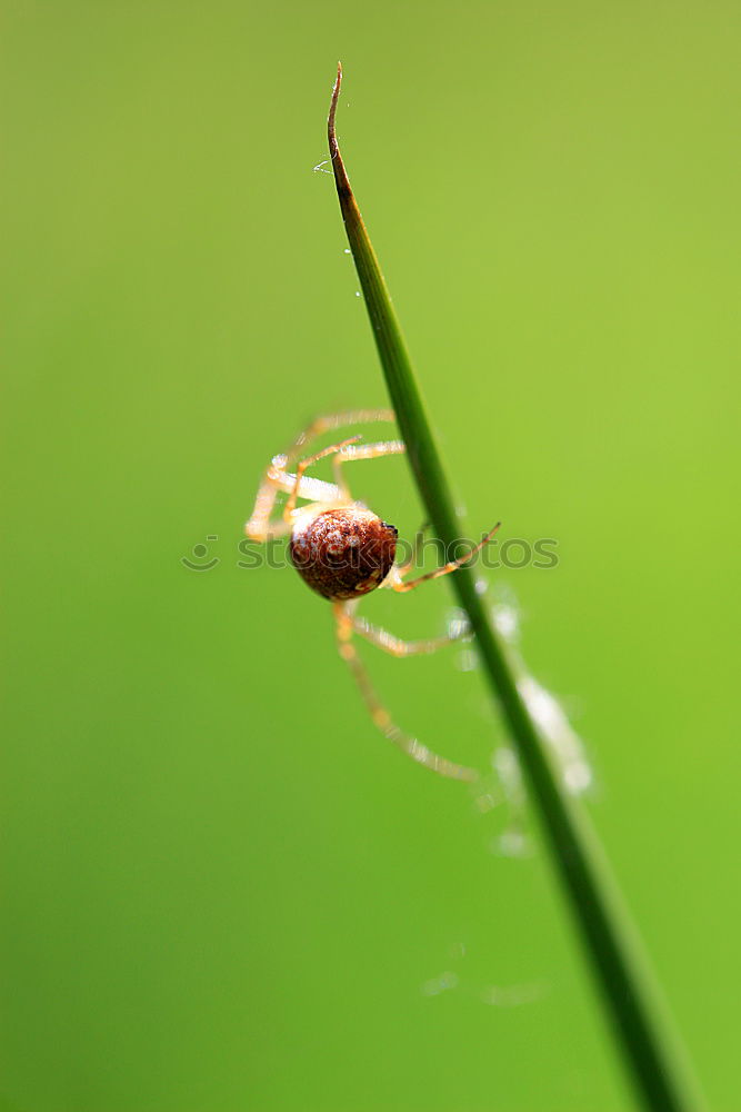 Similar – Ant on green Environment