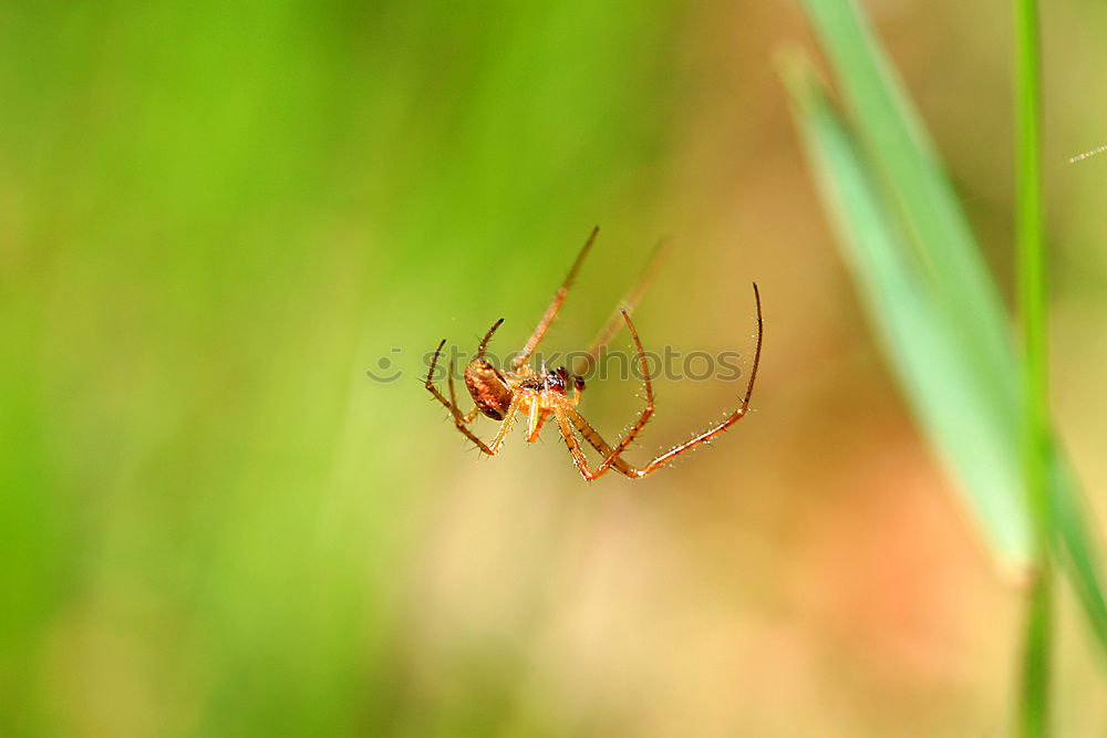 Similar – Image, Stock Photo Like on stilts Plant