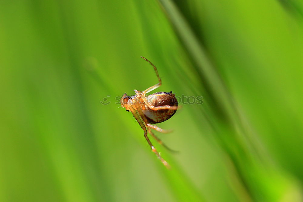 Similar – Foto Bild käferli Käfer Marienkäfer