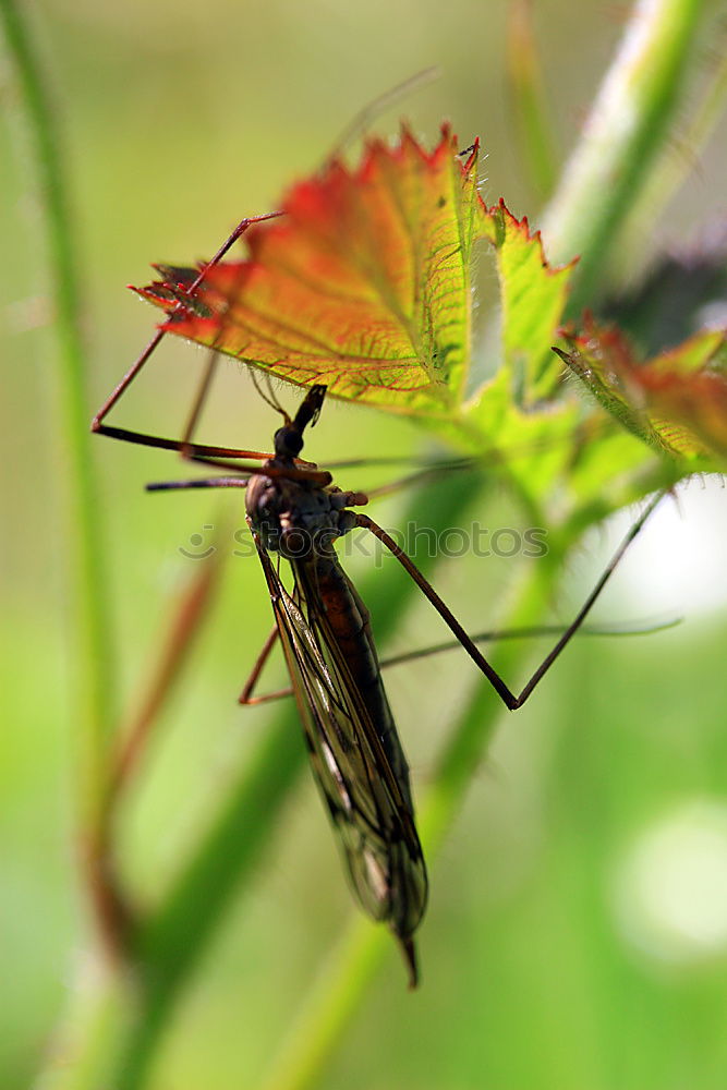 Similar – Foto Bild Startklar; die Gemeine Stubenfliege ( Musca domestica)