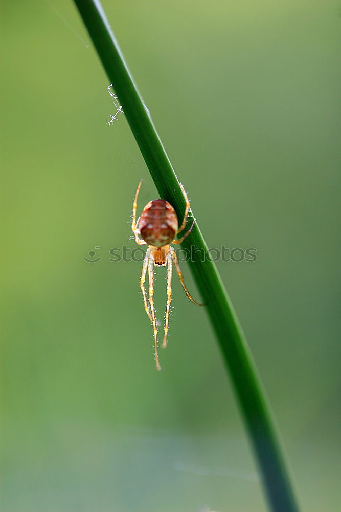 Similar – Image, Stock Photo Ant_Macro Animal 1 Eating