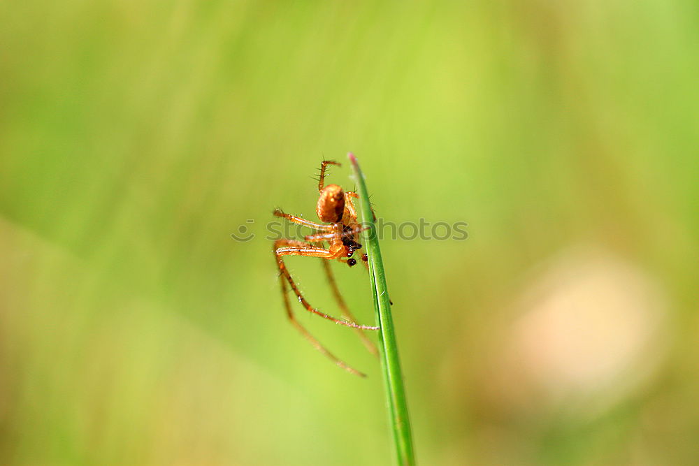 Similar – Bugged bug Nature Plant