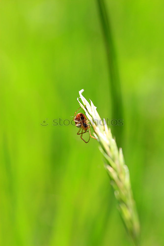 Similar – Foto Bild Käfer Natur Tier Gras Feld