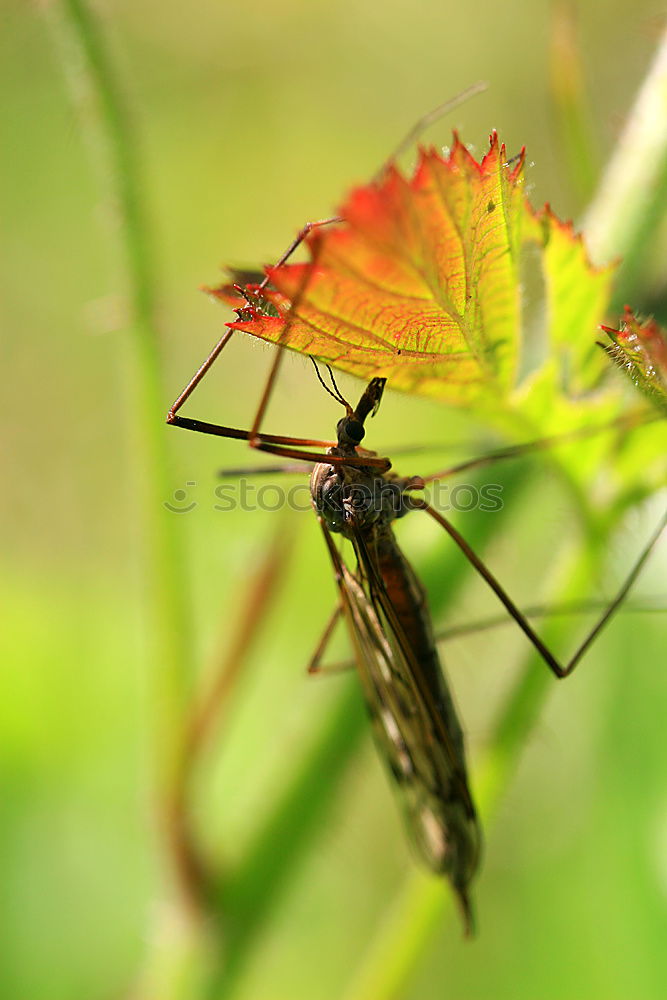 Similar – Image, Stock Photo The kite is loose! Animal