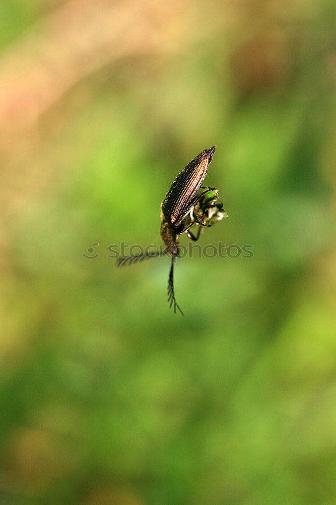 Similar – Image, Stock Photo Arrived at the viewpoint ( weevil ) 300.