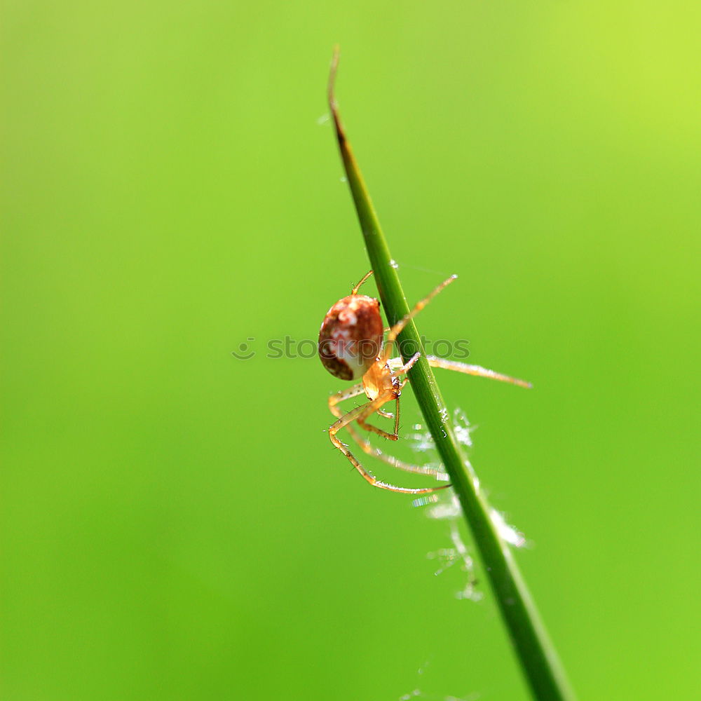 Similar – Ant on green Environment