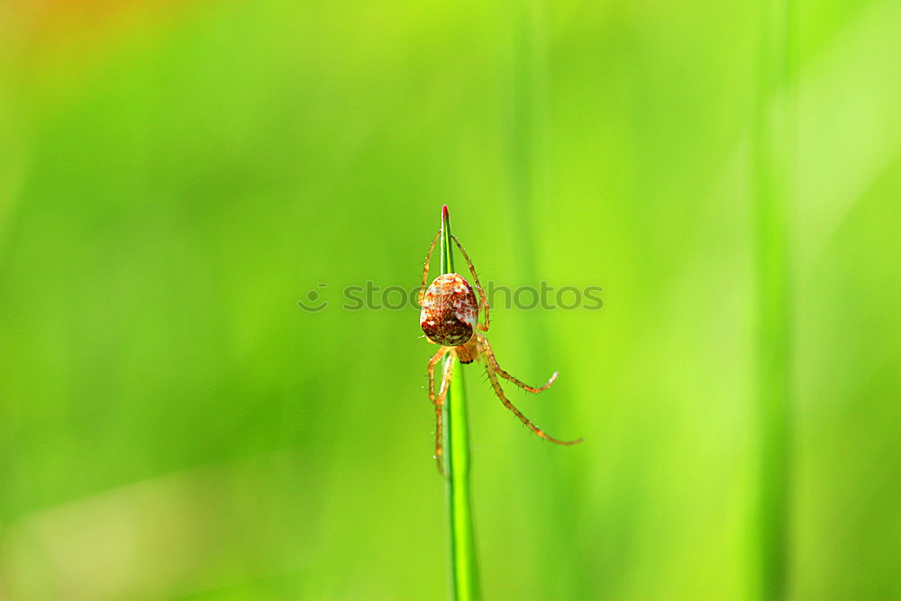 Similar – Image, Stock Photo Climbing Maxe Plant Insect