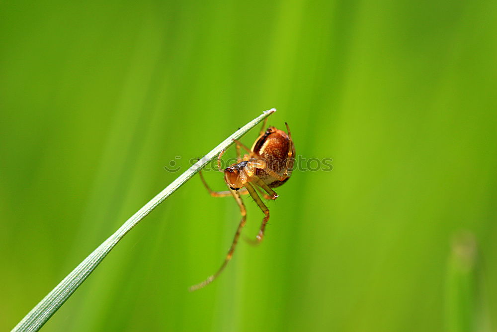 Similar – eye contact Plant Animal