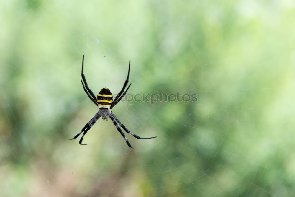 Similar – Image, Stock Photo What a view! Spider Animal