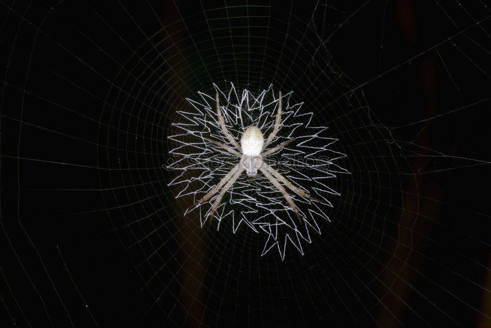 Similar – Foto Bild schöne Spinne Umwelt Natur