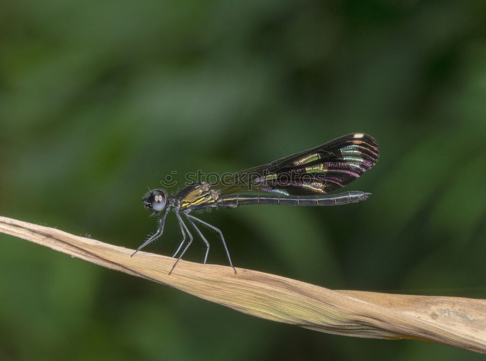 Similar – Image, Stock Photo Butterfly with morning dew