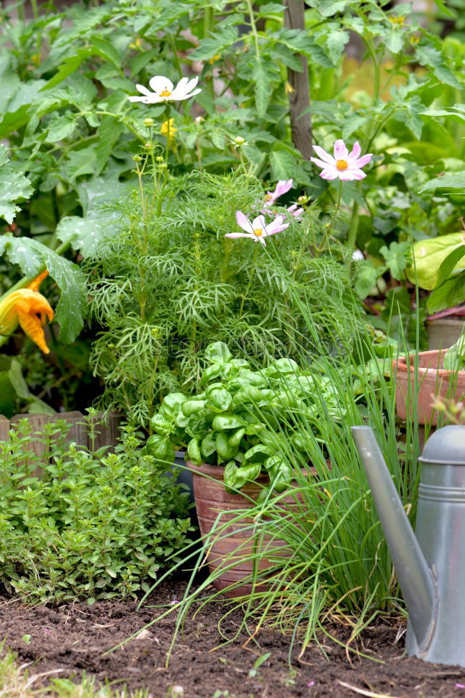 Similar – Image, Stock Photo Woman harvest carrots and beetroot in the garden