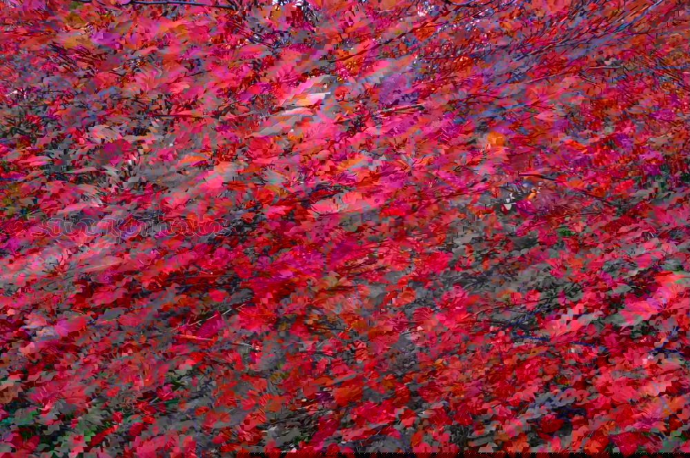 Similar – Image, Stock Photo autumn leaf Environment