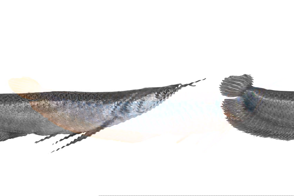 Similar – Image, Stock Photo mackerel Food Fish Seafood