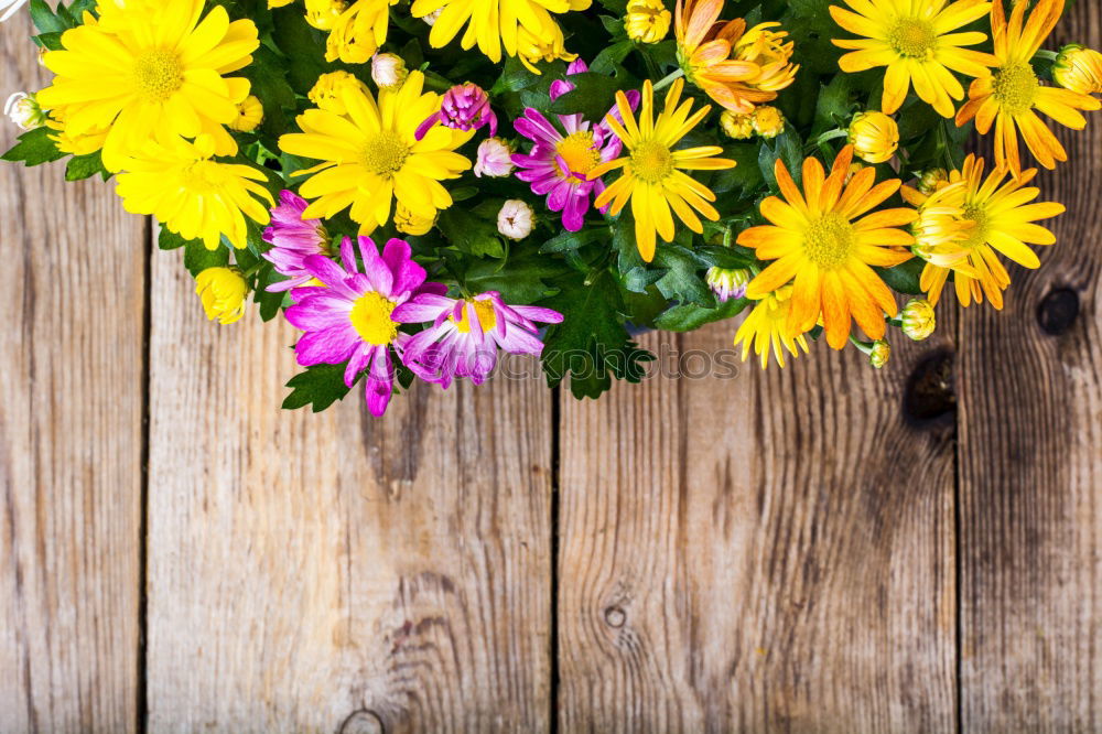 Similar – Allotment garden with primroses flowers, shovel and shield