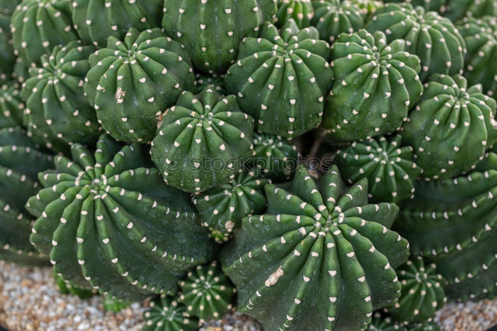 Similar – cactus groves Cactus Green