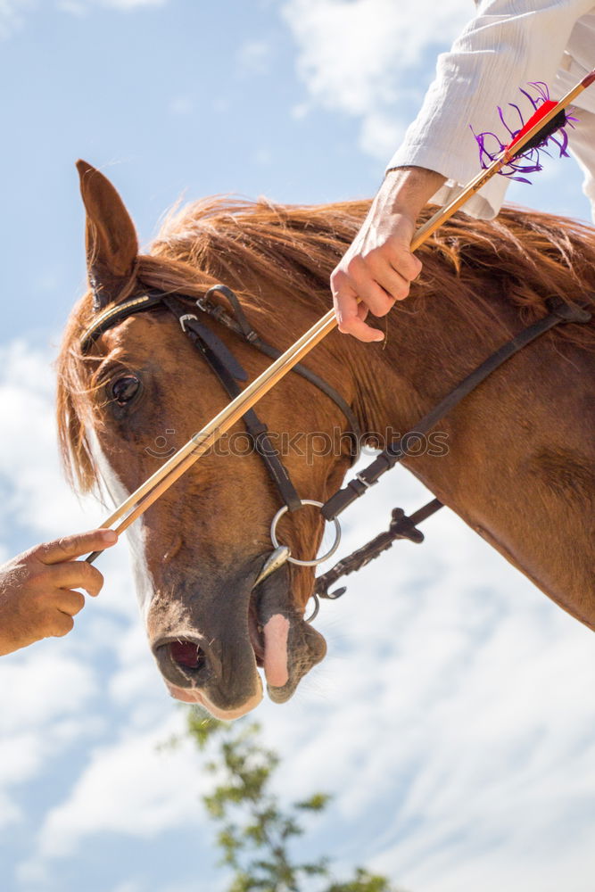 Image, Stock Photo Man saddling a horse and tighten the girth. Foreground.