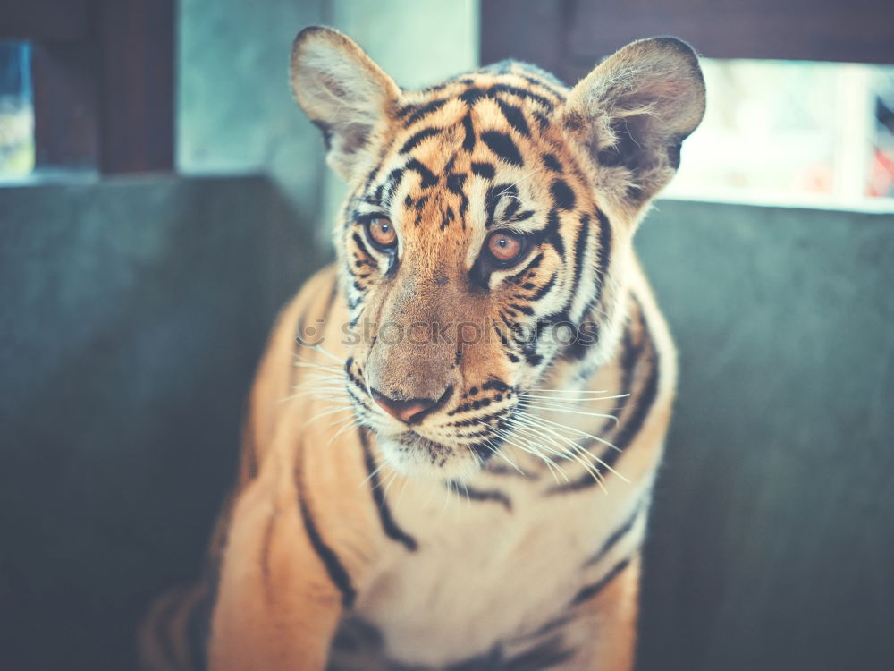 Similar – pixelated I Tiger Zoo