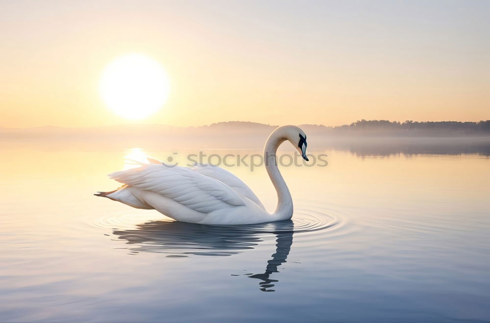 Similar – Foto Bild Sonnenaufgang an der Elbe mit Schwanen Paar