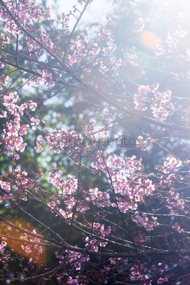 Similar – Sakura II Cherry blossom