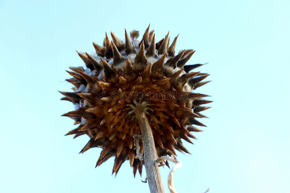Similar – Image, Stock Photo elapsed Sunflower Limp