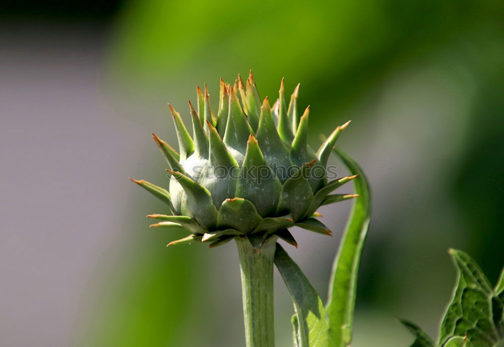 Similar – Image, Stock Photo green urchin