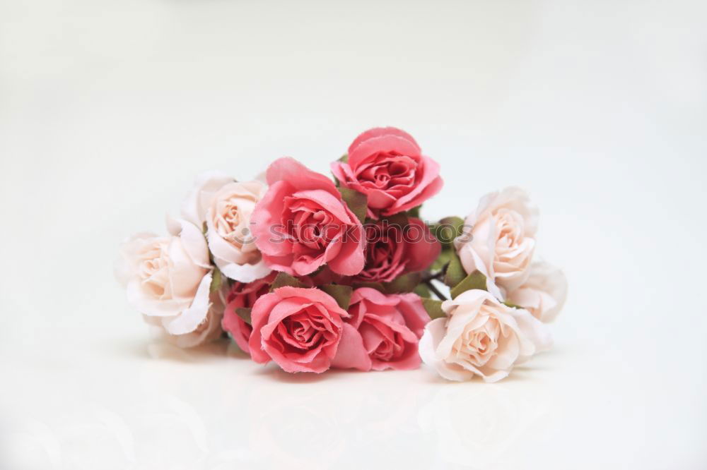 Similar – Still life of a beautiful, fragile single pink rose, in a vase against a light background, with two petals falling on the table