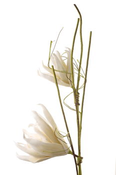 Similar – noose Dried flower Plant