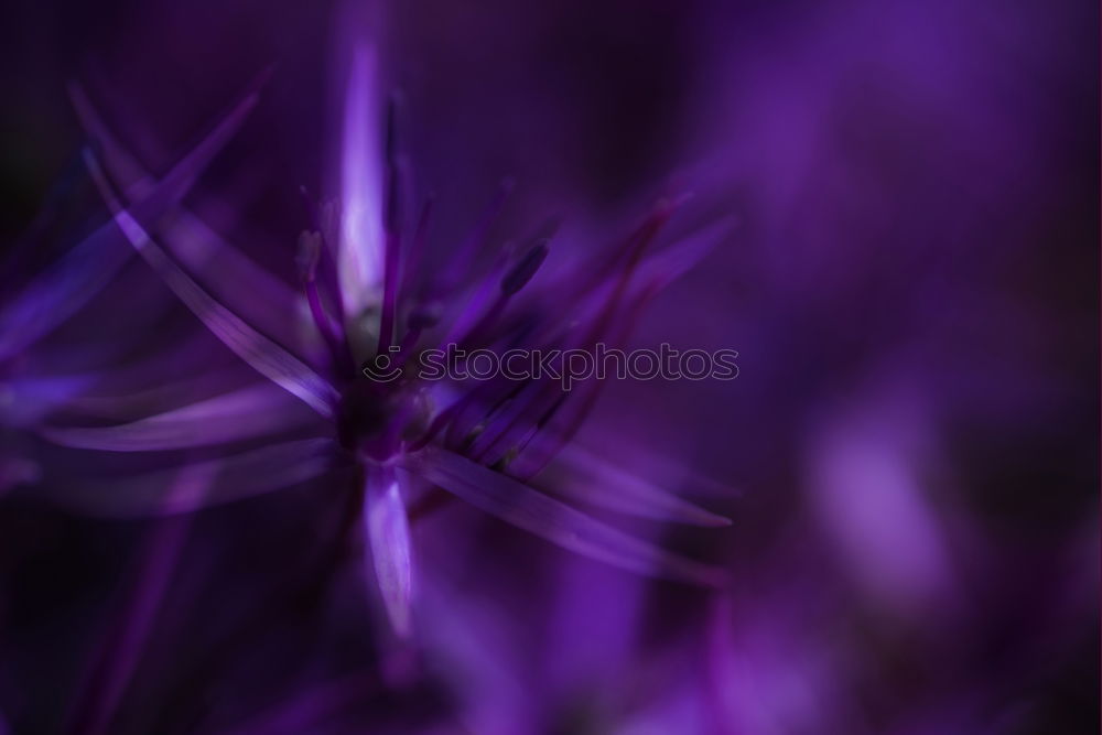 Image, Stock Photo Velvet Flower Violet Plant