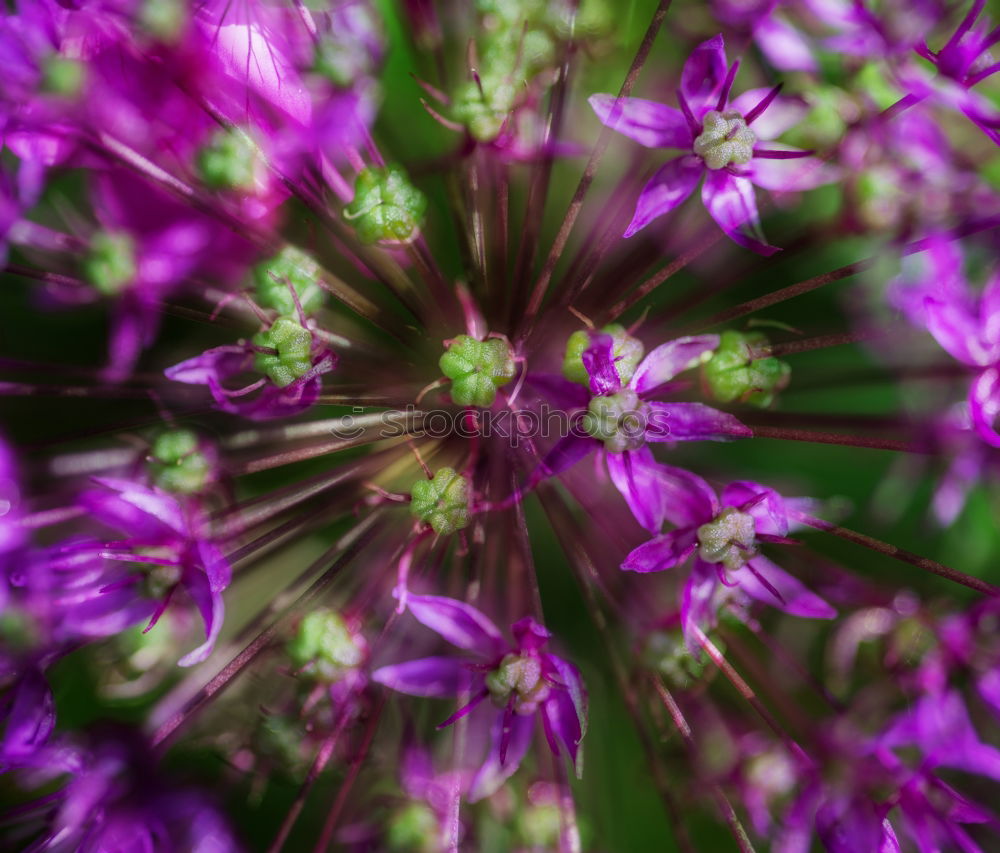 Similar – life Blossom Flower Violet