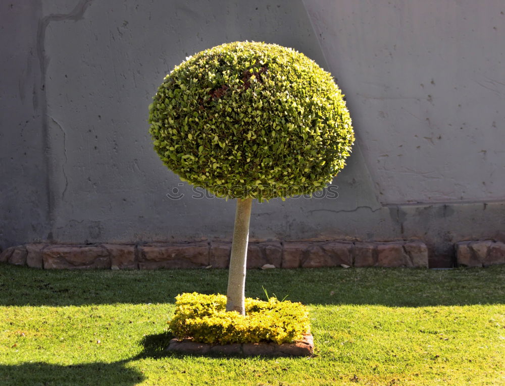 Similar – Image, Stock Photo Becoming maze Maze Leaf